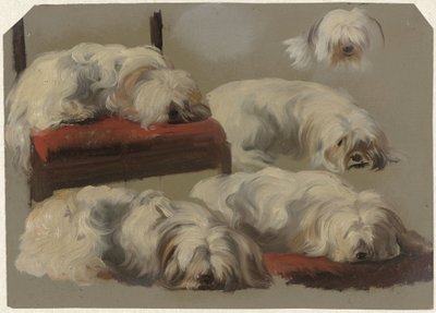 Estudios de un perro faldero blanco de Guillaume Anne van der Brugghen