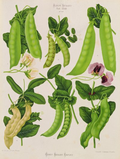 Guisantes: Tab. XXIII, del "Album Benary" de Guillaume Severeyns