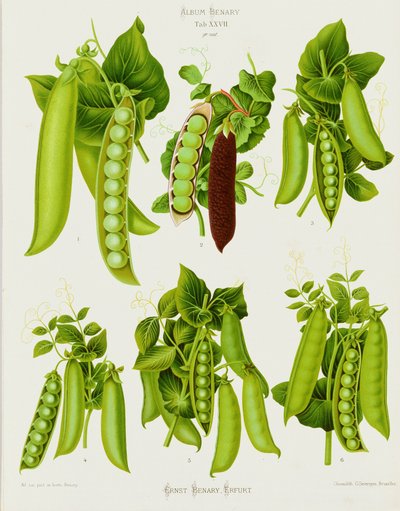 Guisantes: del "Album Benary". Tab. XXVII de Guillaume Severeyns