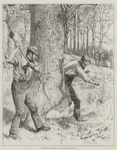 Escenas agrícolas, mayo, la cosecha de corteza de Gunning King
