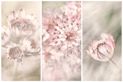 Coloretes botánicos de ensueño de Gustav Davidsson