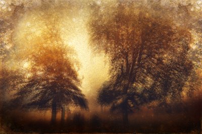 Árboles «Golden Misty» de Gustav Davidsson