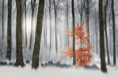 El bosque invernal de los naranjos de Gustav Davidsson