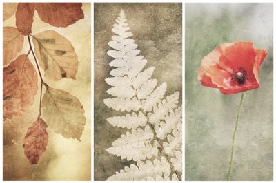 Trío Vintage Nature de Gustav Davidsson