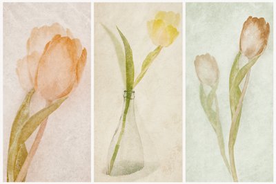 Tríptico de tulipanes en acuarela de Gustav Davidsson