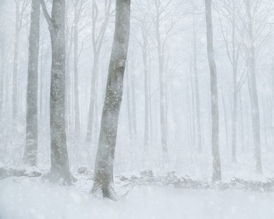 Bosque nevado en invierno de Gustav Davidsson