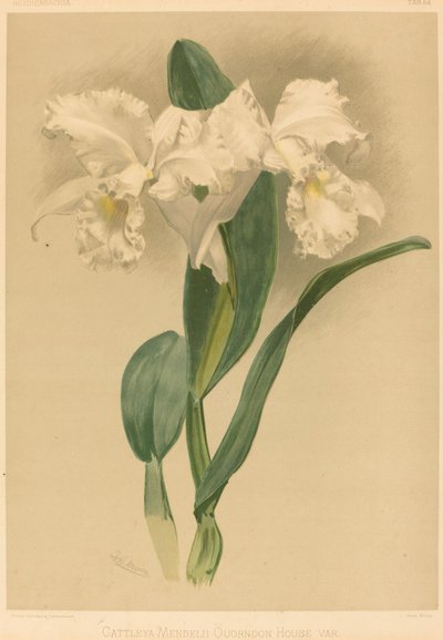 Cattleya Mendelii Var. Quorndon House de Gustav Leutzsch after Henry George Moon