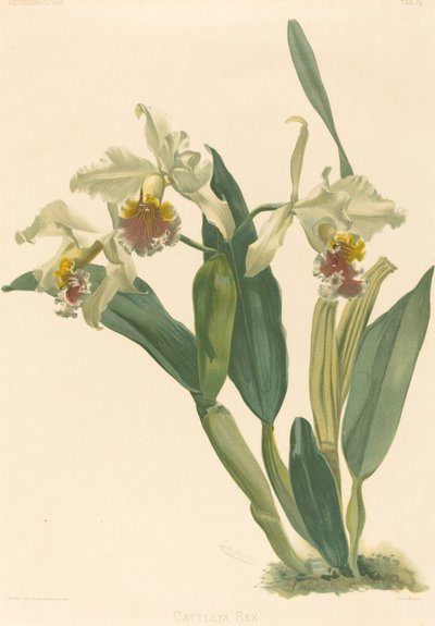 Cattleya Rex de Gustav Leutzsch after Henry George Moon