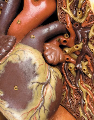 (detalle) de un modelo anatómico masculino ecorché, mostrando músculos, arterias y venas, la circulación y el sistema nervioso de Gustav Zeiller