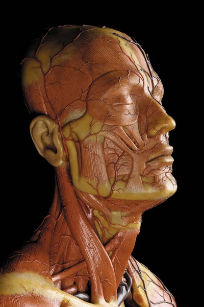 (detalle) de un modelo anatómico masculino ecorché, mostrando músculos, arterias y venas, la circulación y el sistema nervioso (cera) de Gustav Zeiller