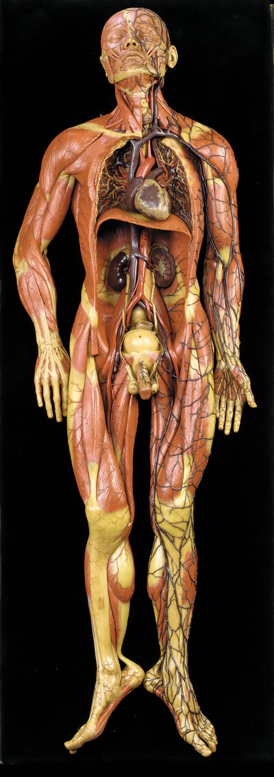 Modelo anatómico masculino ecorché, mostrando músculos, arterias y venas, la circulación y el sistema nervioso de Gustav Zeiller