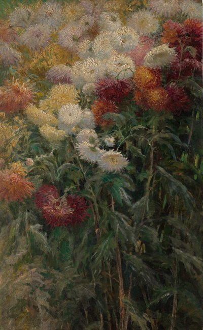 Crisantemos en el jardín de Petit-Gennevilliers, 1893 de Gustave Caillebotte