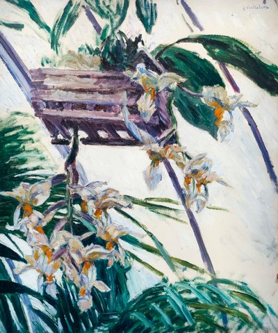 Orquídeas, c. 1893 (óleo sobre lienzo) de Gustave Caillebotte