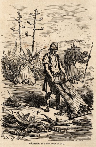 Preparación de Aloe o agave de América, para quitar cuerdas usadas para arneses de caballos, hojas usadas para hacer cercas de campo, dibujo de Gustave Doré (1832-1883), para ilustrar su viaje a España con C. Davillier en 1862. Grabado en "Le tour du monde de Gustave Dore