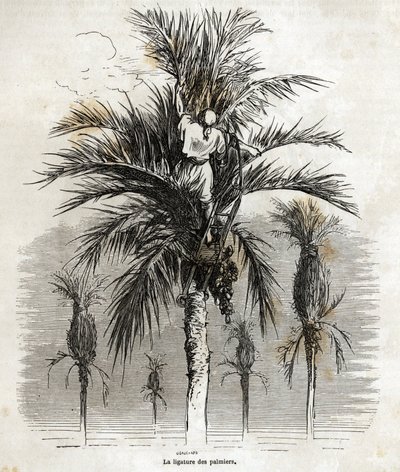La ligadura de las palmeras en Elche, con el objetivo de preservar la blancura, para trenzarlas, dibujo de Gustave Doré (1832-1883), para ilustrar su viaje a España, en 1862, con Ch. Davillier. Grabado en "Le tour du monde", editado por E de Gustave Dore