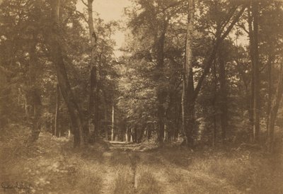 Bas-Bréau, Bosque de Fontainebleau de Gustave Le Gray