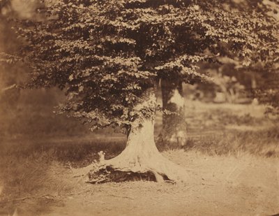 Haya, Bosque de Fontainebleau de Gustave Le Gray