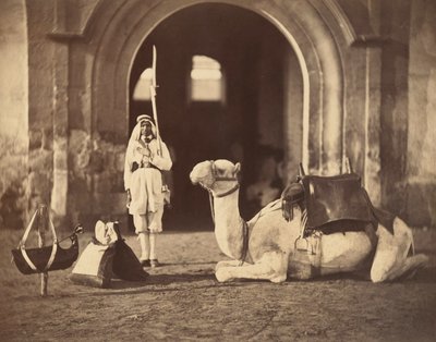 Camello acostado, c.1866 de Gustave Le Gray