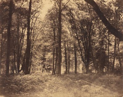 Escena del bosque de Gustave Le Gray