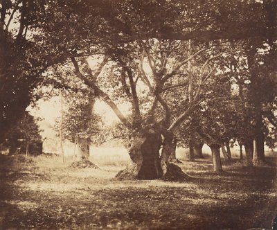 Roble hueco, Fontainebleau, 1855-57 de Gustave Le Gray