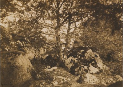 Roble y rocas, Bosque de Fontainebleau de Gustave Le Gray