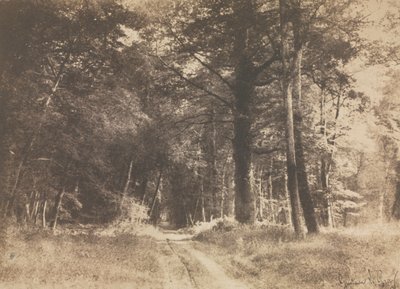 Camino en el Bosque de Fontainebleau, 1849-1852 de Gustave Le Gray