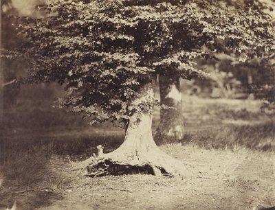 El Árbol de Haya, c.1855-7 de Gustave Le Gray