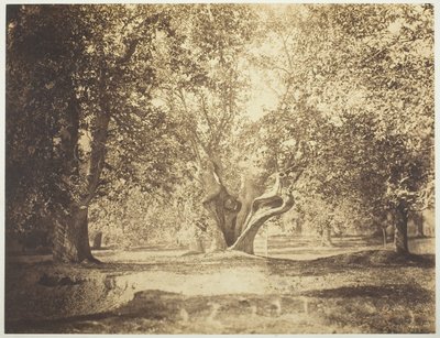 Árbol, Bosque de Fontainebleau de Gustave Le Gray