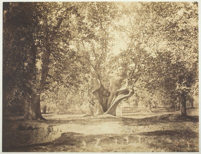 Árbol, Bosque de Fontainebleau, c. 1856 de Gustave Le Gray
