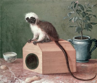 El mono favorito de Carl Linnaeus (1707-78) de Gustavus Hesselius