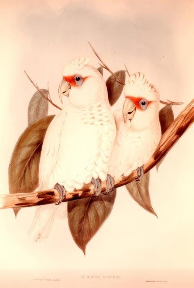LICMETIS NASICUS de H.C. Richter