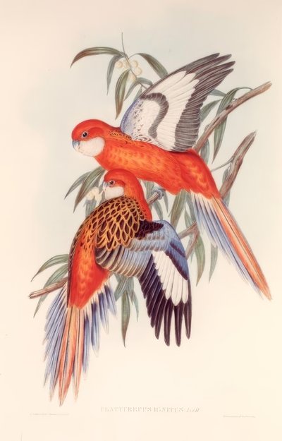PLATYCERUS IGNITUS de H.C. Richter