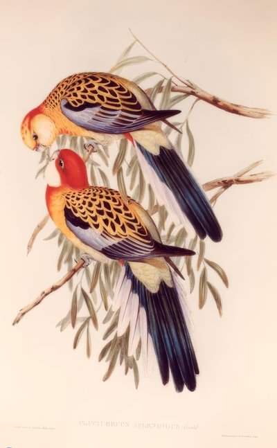 PLATYCERUS SPLENDIDUS de H.C. Richter