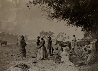 Plantando batatas, Plantación Hopkinsons, Isla Edislo, Carolina del Sur, 1862 de H.P. Moore
