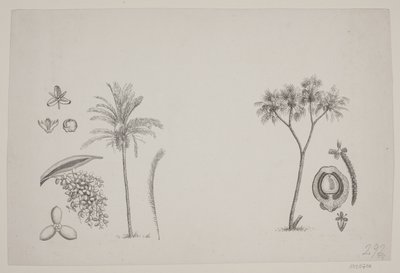 Hoja botánica de los escritos de Schouw de H. C. Henneberg