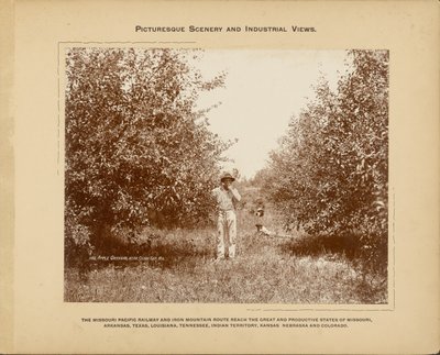 Huerto de manzanas, cerca de Cedar Gap, Missouri de H. C. Townsend