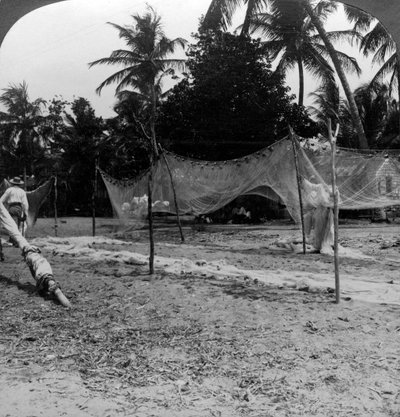 Pescadores secando sus redes en la playa, Basseterre, San Cristóbal, Indias Occidentales de H. C. White