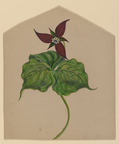 Flor roja burdeos de H. Lynde