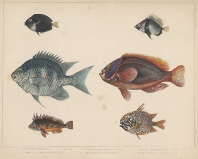 1. Etroplus Fumosus, 2. Heniochus Macrolepidotus, 3. Glyphisodon Smaragdinus, 4. Amphiprion Frenatus, 5. Apistus Rubrippinis, 6. Monocentris Japonicus de H. Patterson