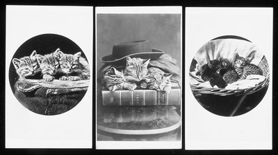 Los gatos de Brighton, cartes-de-visite, 1860s de H. Pointer