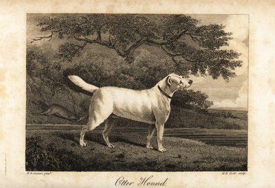Retrato del último sabueso de nutrias que quedaba en Gran Bretaña en 1812, propiedad del Honorable de H. R. Cook