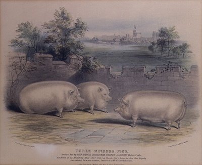 Tres cerdos premiados criados por el príncipe Alberto en el castillo de Windsor, grabado por H. Stafford (fl.1829) 1843 de H. Strafford