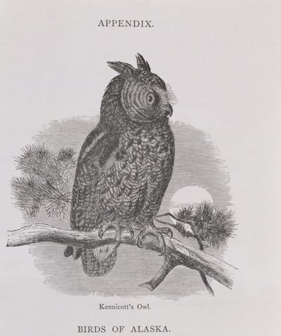 Búho de Kennicott, de Alaska y sus recursos, por William H. Dall, grabado por H. H. Nicholls, pub. 1870 de H. W., Elliot