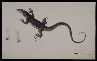 El monitor 