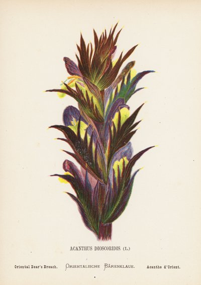 Flores silvestres de Tierra Santa: Acanthus Dioscoridis; Brecha del Oso Oriental (grabado coloreado) de Hannah Zeller