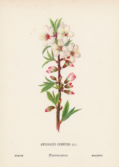 Flores silvestres de Tierra Santa: Amygdalus Communis; Almendra (grabado coloreado) de Hannah Zeller