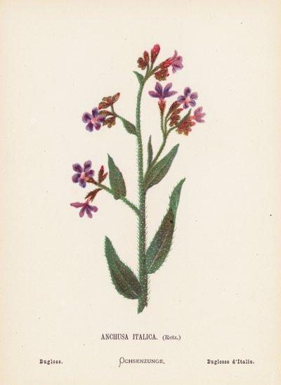Flores silvestres de Tierra Santa: Anchusa Italica, Retz; Bugloss (grabado coloreado) de Hannah Zeller