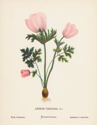 Flores silvestres de Tierra Santa: Anemone Coronaria; Anémona rosa (grabado coloreado) de Hannah Zeller