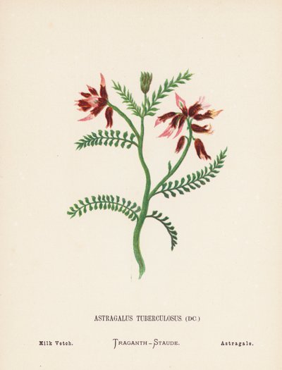 Flores silvestres de Tierra Santa: Astragalus Tuberculosus; Milk Vetch (grabado coloreado) de Hannah Zeller