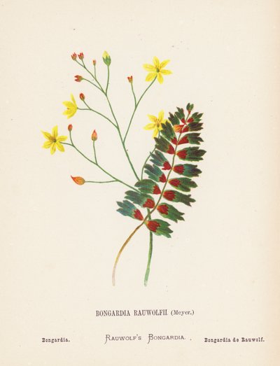 Flores silvestres de Tierra Santa: Bongardia Rauwolfii, Meyer; Bongardia (grabado coloreado) de Hannah Zeller